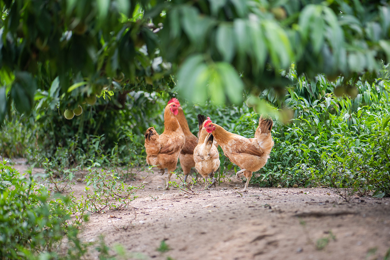 100畝林(lín)下(xià)土(tǔ)雞養殖基地(dì)